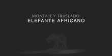 Un elefante en la Castellana