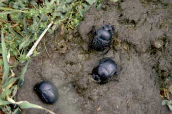 Scarabeus pius (España)