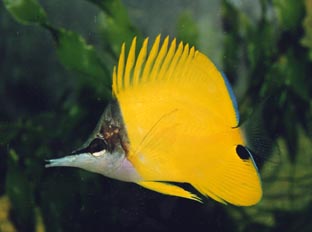 Pez mariposa de hocico largo (Forcipiger flavissimus)