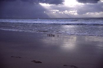 Pajaritos en la playa, Canarias