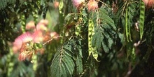 Acacia de Persia - Fruto (Albizia julibrissin)