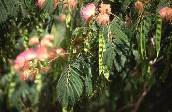 Acacia de Persia - Fruto (Albizia julibrissin)