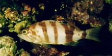 Merillo (Serranus hepatus)