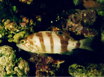 Merillo (Serranus hepatus)