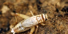 Grillo marrón (gryllomorpha dalmantina)