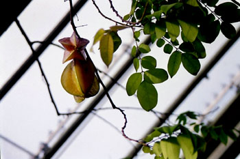 Fruto del Tamarindo chino (Averrhoa carambola)