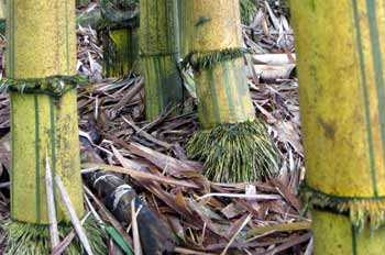 Troncos de bambú, Ecuador