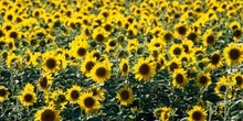 Campo de girasoles