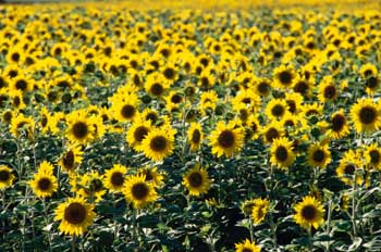Campo de girasoles