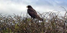 Gavilán de Galápagos, Buteo galapagoensis, Ecuador