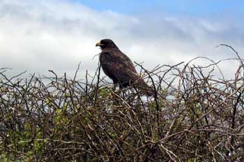 Gavilán de Galápagos, Buteo galapagoensis, Ecuador