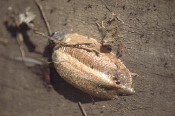 Mantis - Ooteca (Mantis religiosa)