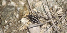 Longicornio zapador (Dorcadion segovianum)