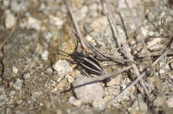 Longicornio zapador (Dorcadion segovianum)