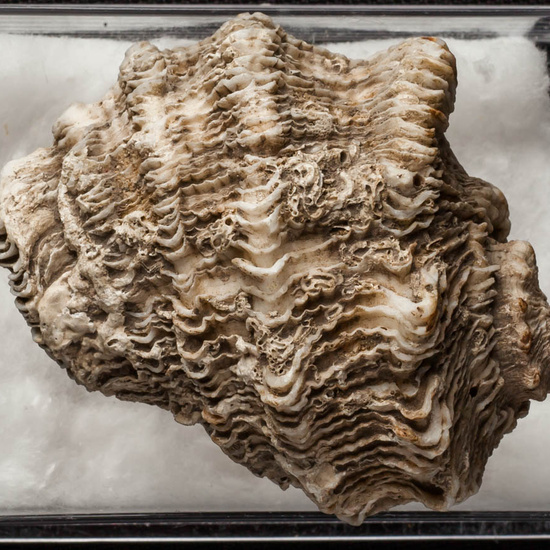 IES_ISABELLACATOLICA_BIOLOGIA_270