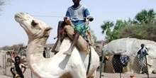 Niño sobre dromedario, Rep. de Djibouti, áfrica