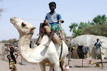 Niño sobre dromedario, Rep. de Djibouti, áfrica