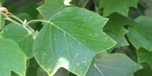 árbol de los tulipanes (Liriodendron tulipifera)