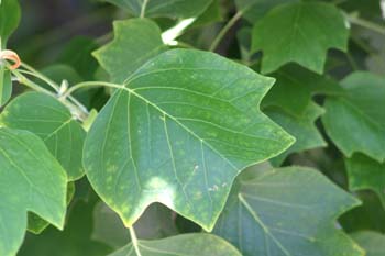 árbol de los tulipanes (Liriodendron tulipifera)