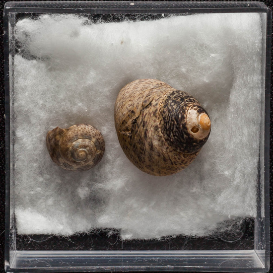 IES_ISABELLACATOLICA_BIOLOGIA_317