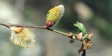 Sarga negra - Flor masc. (Salix atrocinerea)