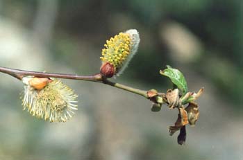 Sarga negra - Flor masc. (Salix atrocinerea)