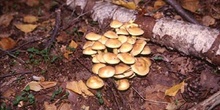 Hypholoma sp.