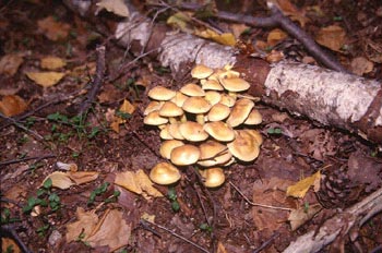 Hypholoma sp.