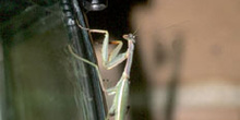Santa Teresa (Mantis religiosa)