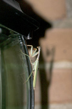 Santa Teresa (Mantis religiosa)