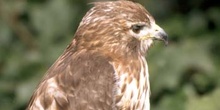 Ratonero (Buteo buteo)