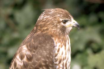 Ratonero (Buteo buteo)