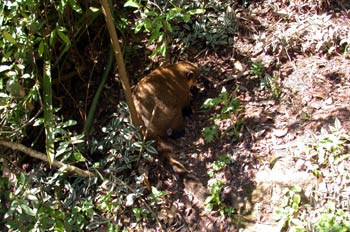 Coatí
