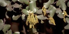 Encina - Flor masc. (Quercus ilex)