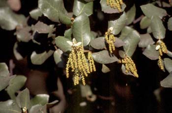 Encina - Flor masc. (Quercus ilex)