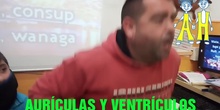 Aurículas y ventriculos