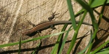 Lagartija roquera ? Hembra (Podarcis muralis)