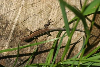 Lagartija roquera ? Hembra (Podarcis muralis)