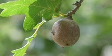 Agalla gande del roble o Gallarón (Cynips coronatus)