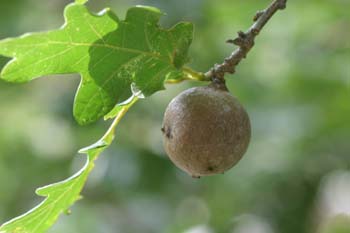 Agalla gande del roble o Gallarón (Cynips coronatus)