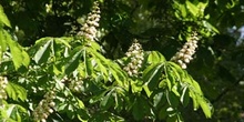 Castaño de Indias - Flor (Aesculus hippocastanum)