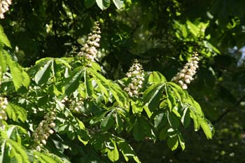 Castaño de Indias - Flor (Aesculus hippocastanum)