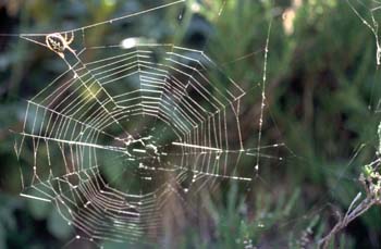 Araña (Aculepeira armida)