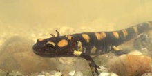 Salamandra - Larva (Salamandra salamandra)
