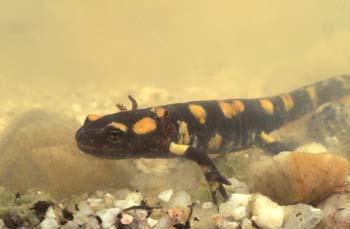 Salamandra - Larva (Salamandra salamandra)