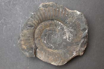 Bigotites petri (Ammonites) Jurásico