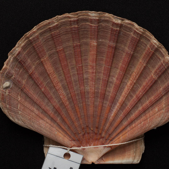 IES_ISABELLACATOLICA_BIOLOGIA_495