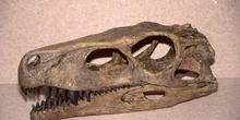 Herrerasaurus sp. (Reptil) Triásico