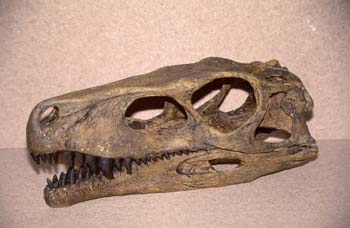 Herrerasaurus sp. (Reptil) Triásico
