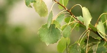 Chopo temblón - Hojas (Populus tremula)